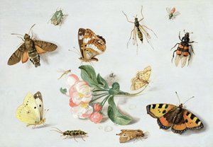 Butterflies, Moths and Other Insects with a Sprig of Apple Blossom